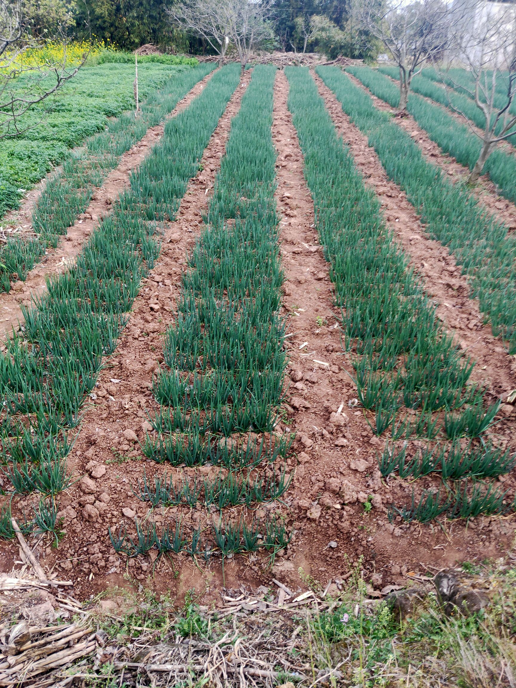 火葱 小葱 有需要可以联系我