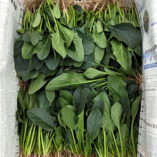 曹县山东曹县大棚精品菠菜，按需包装，各种规格高度，量大优惠！