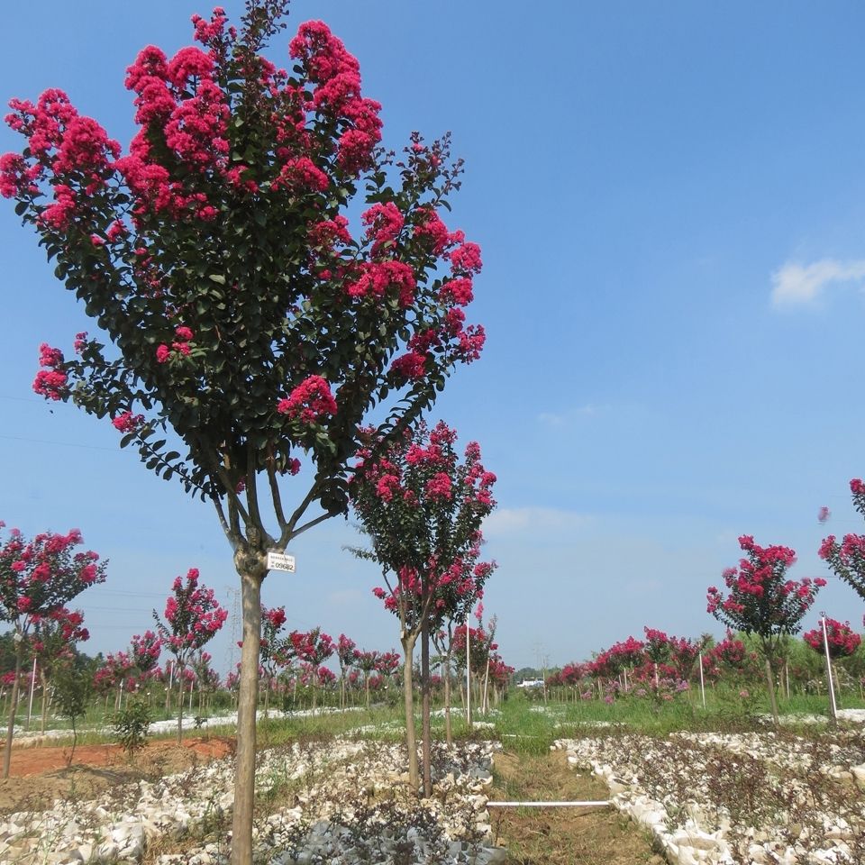  紫薇树苗一公分两公分三公分的规格齐全