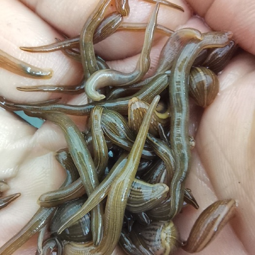  宽体金线蛭幼苗，水蛭幼苗，水蛭苗，蚂蟥苗，水蛭卵茧