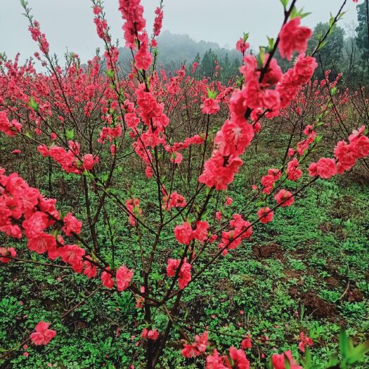 东安县菊花碧桃 