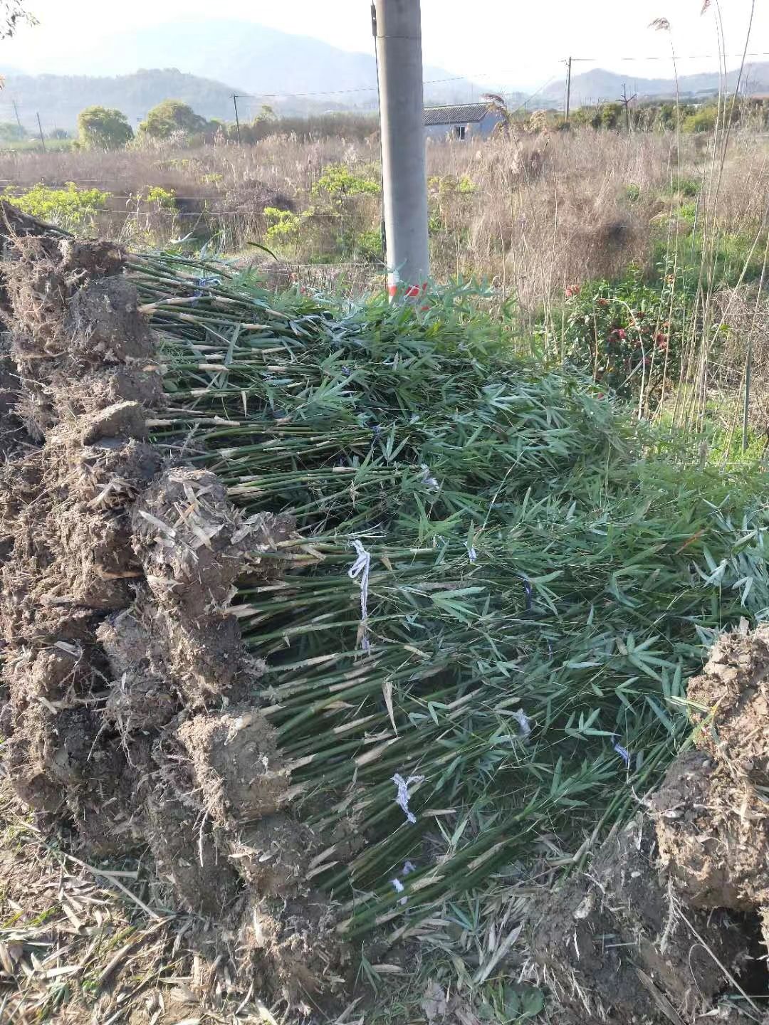 青皮竹 基地直销竹苗，紫竹，青竹，淡竹，早园竹，金镶玉，黄金竹，黄槽
