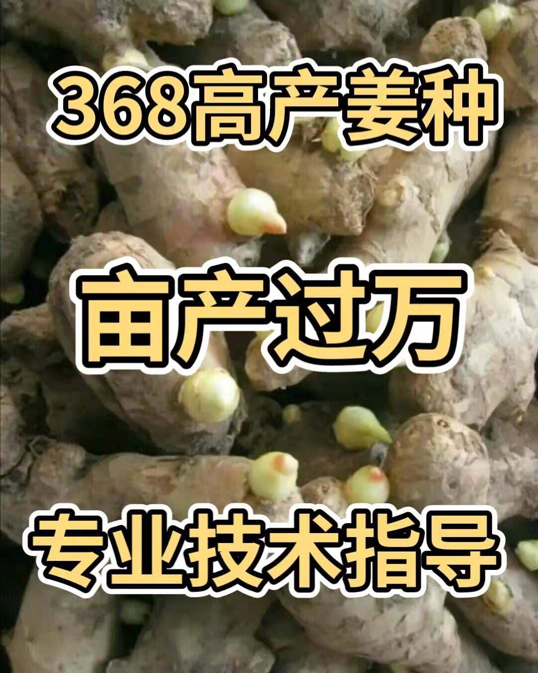 精品大黄姜，二黄姜，小黄姜，产地一茬高产姜种大量供应