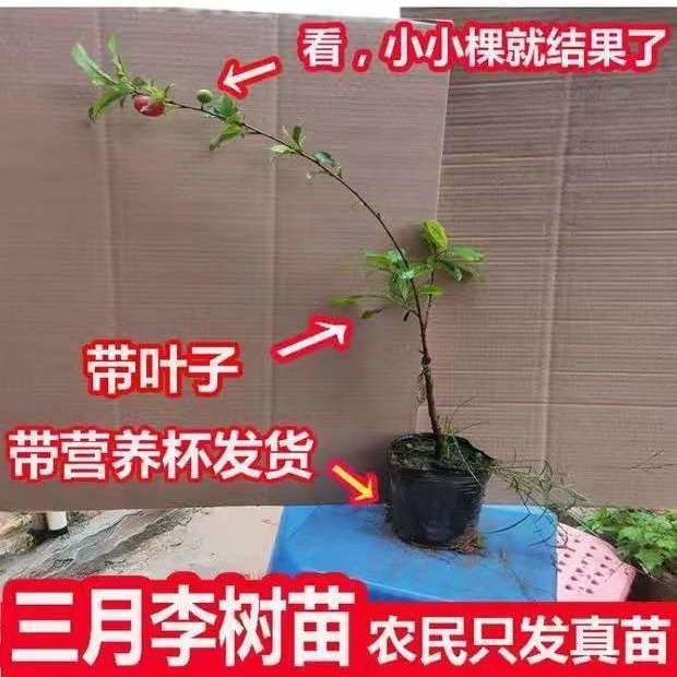  正宗银妃三华李子树苗 早熟迟熟三华李苗 嫁接三月李苗当年结果