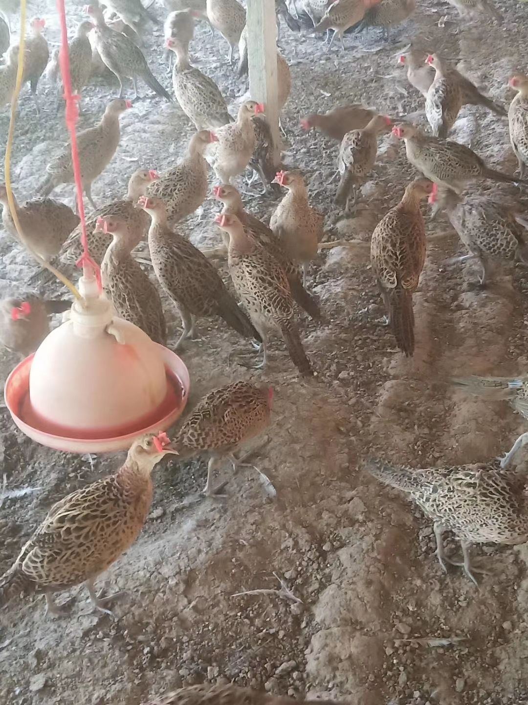 七彩山鸡  母鸡  两只起批  快递包邮