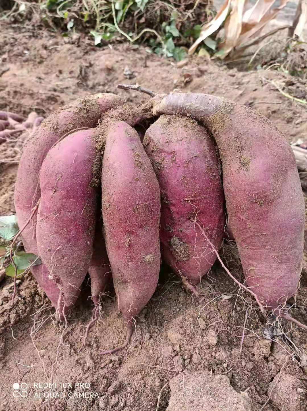 紫薯种紫薯苗，紫沙蜜，紫水晶，紫罗兰高产好吃