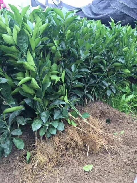 塔罗科血橙苗  塔洛科血橙苗包邮，保证品种放心栽培