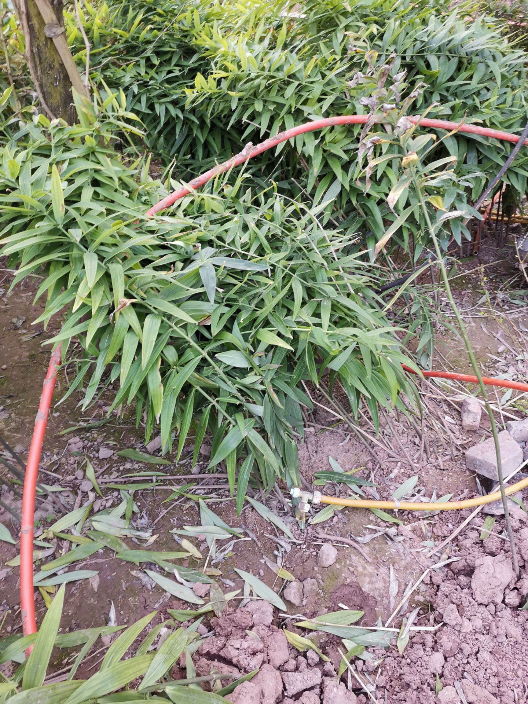 黄精种苗2年种苗，芽头