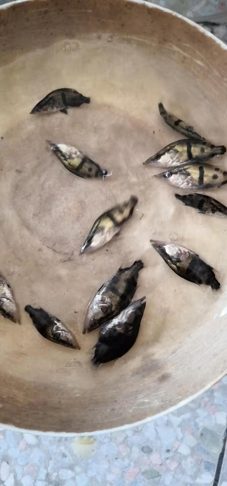 鳜鱼苗桂花鱼苗桂鱼苗路亚翘嘴鳜鱼苗贵鱼季花鱼苗淡水养殖活体