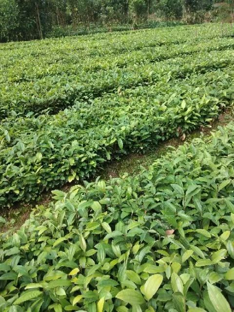 平南县肉桂苗大量供应50公分到米二