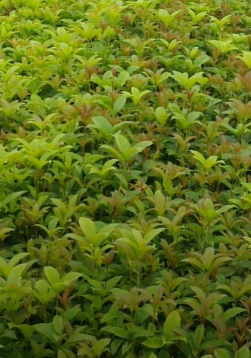 桂花树苗  优质桂花苗    金桂、银桂、丹桂
