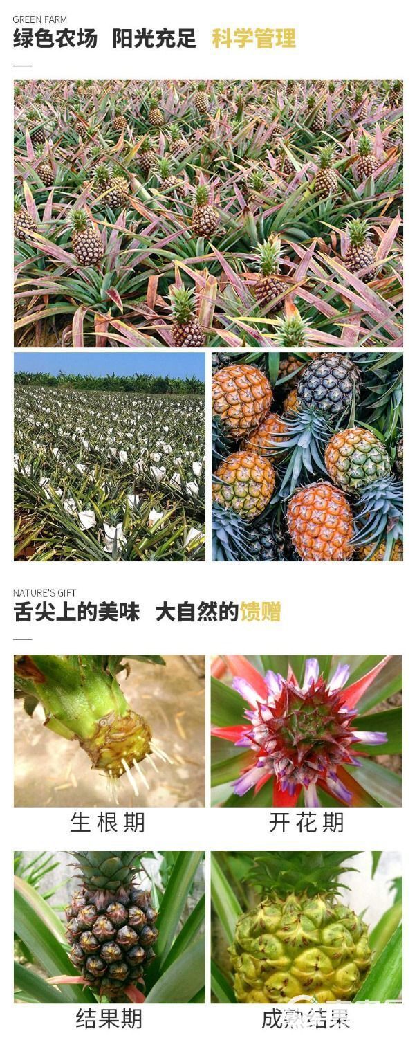 海南金钻凤梨当季水果手撕凤梨新鲜无眼海南菠萝香甜多汁整箱包邮