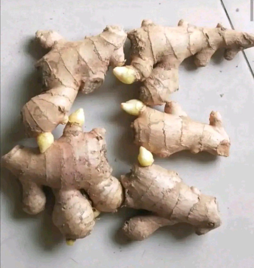 河南大黄姜【368脱毒姜种】品种齐全 产地直供 专业技术指导