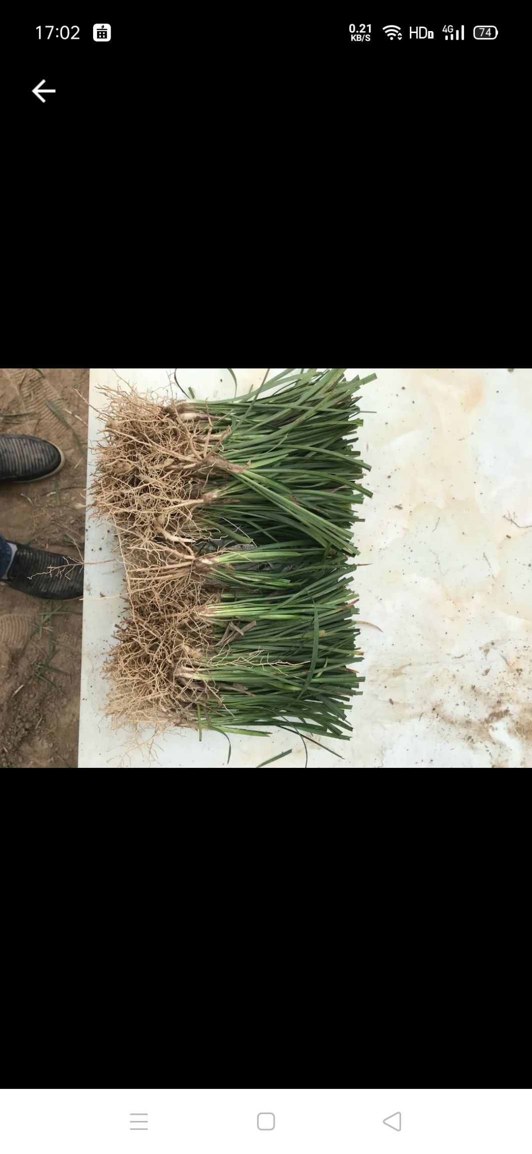 山东中叶麦冬草基地，麦冬苗大量出售，支持视频看货，有意者联系