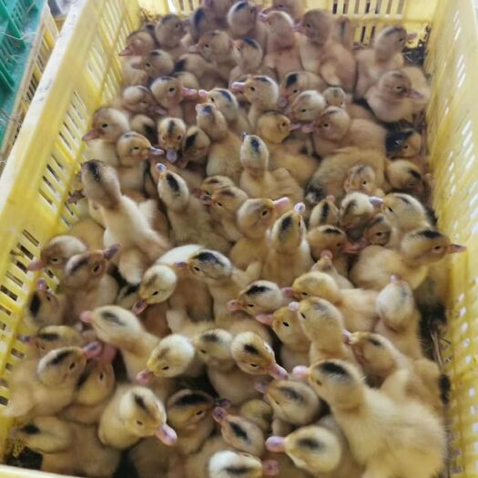南宁蛋鸭苗