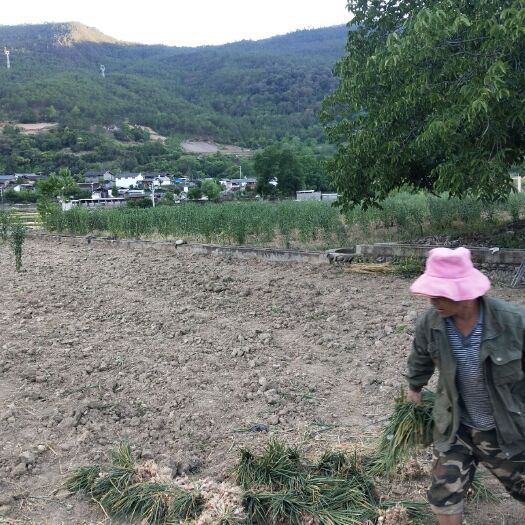 玉龙县小葱 葱苗翠绿，品相好