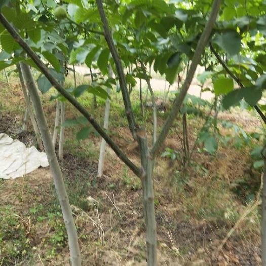 元氏县薄皮核桃苗  各种各样的核桃树苗