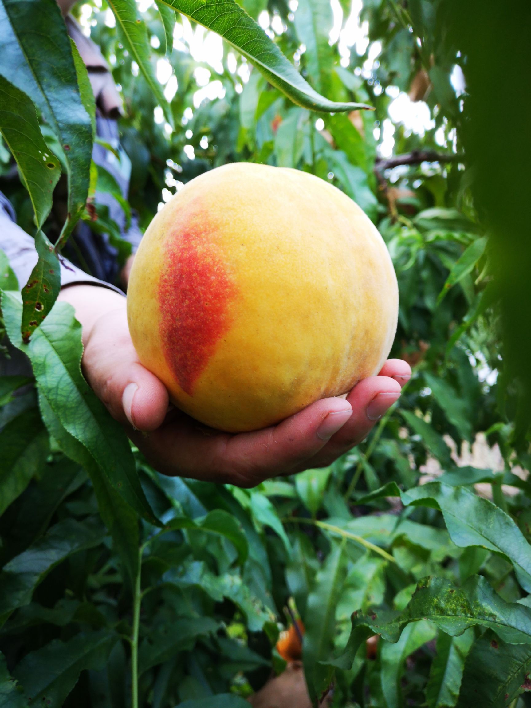 锦绣黄桃苗  桃树苗