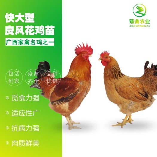南宁良凤花鸡苗  优质纯种快大型良凤花鸡出壳苗批发，孵化基地直销，包打疫苗