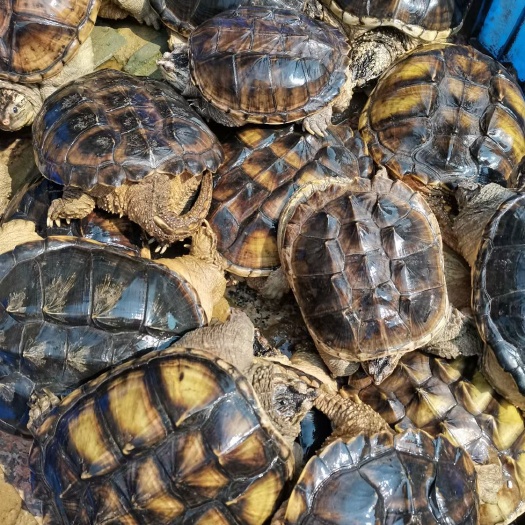 罗定市珍珠鳖  长期大量批发珍珠鱼龟，水中龙肉，3斤多到20斤