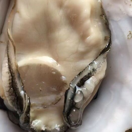 湛江牡蛎 湛江生蚝