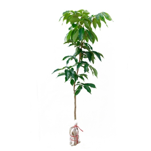 容县无核荔枝苗 荔枝树苗南方种植 嫁接荔枝苗 妃子笑 桂味荔枝 无核荔枝果苗
