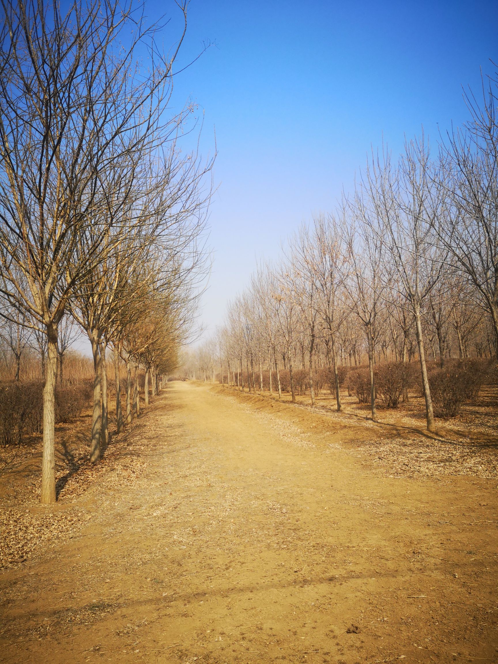 天津蓟县200亩苗圃转包