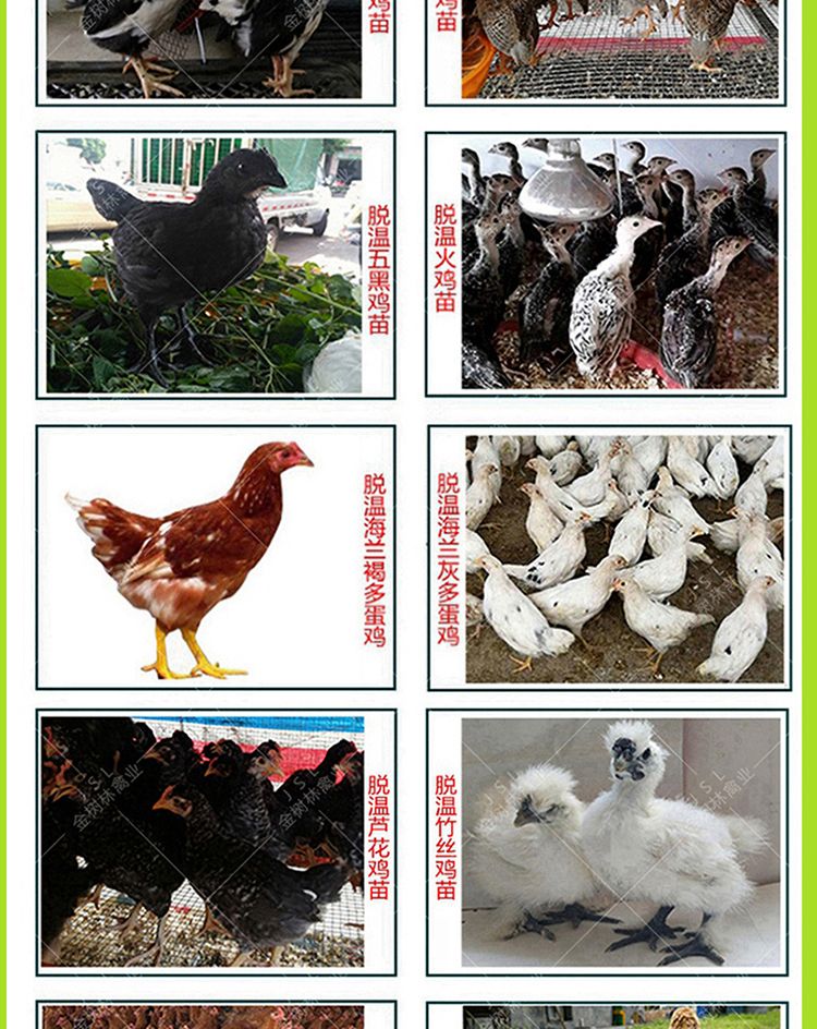 优质脱温七彩山鸡苗半大苗脱温45天成活率高，全程提供技术指导