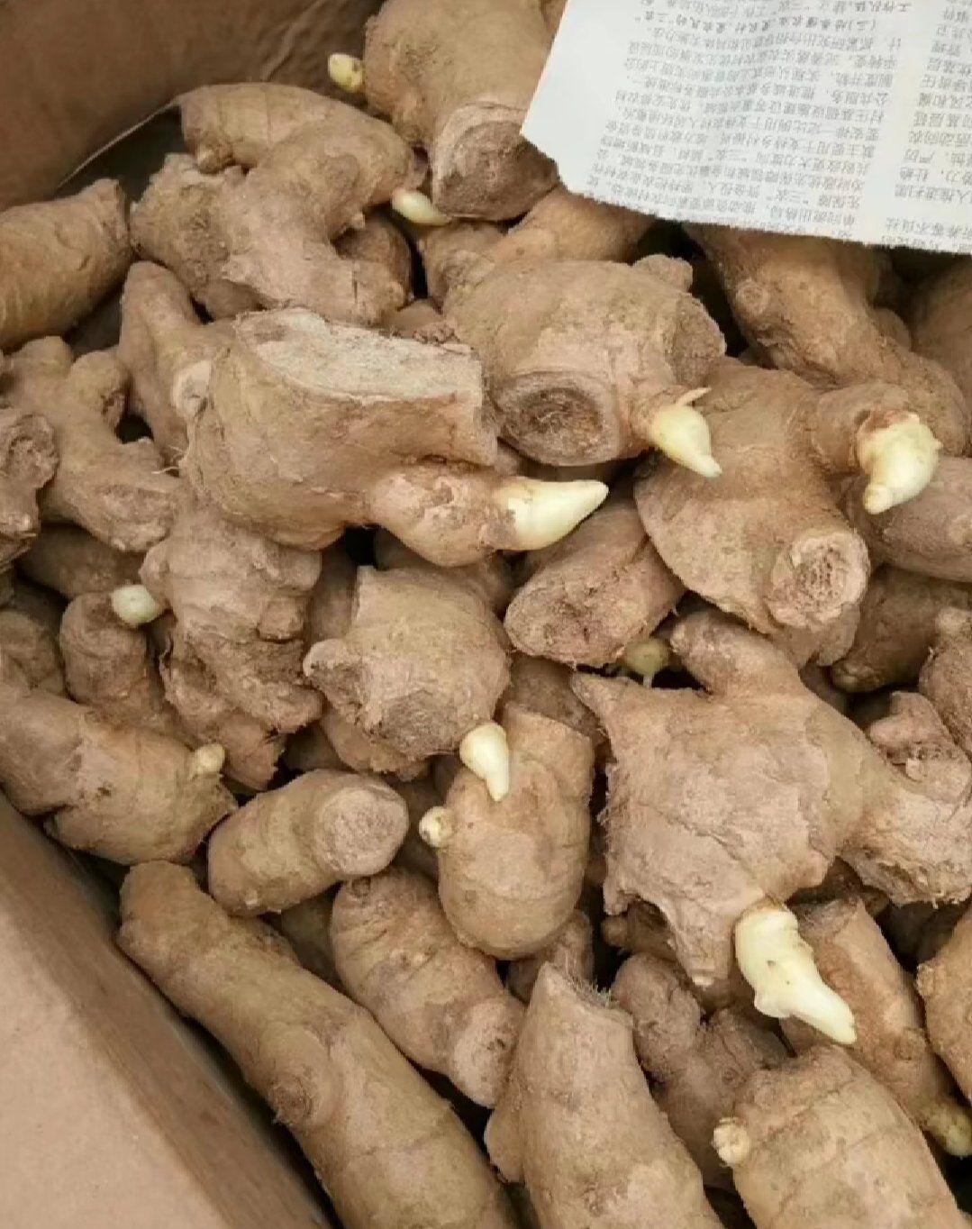 云南大黄姜【368脱毒姜种】山东二号 产地直供 专业技术指导