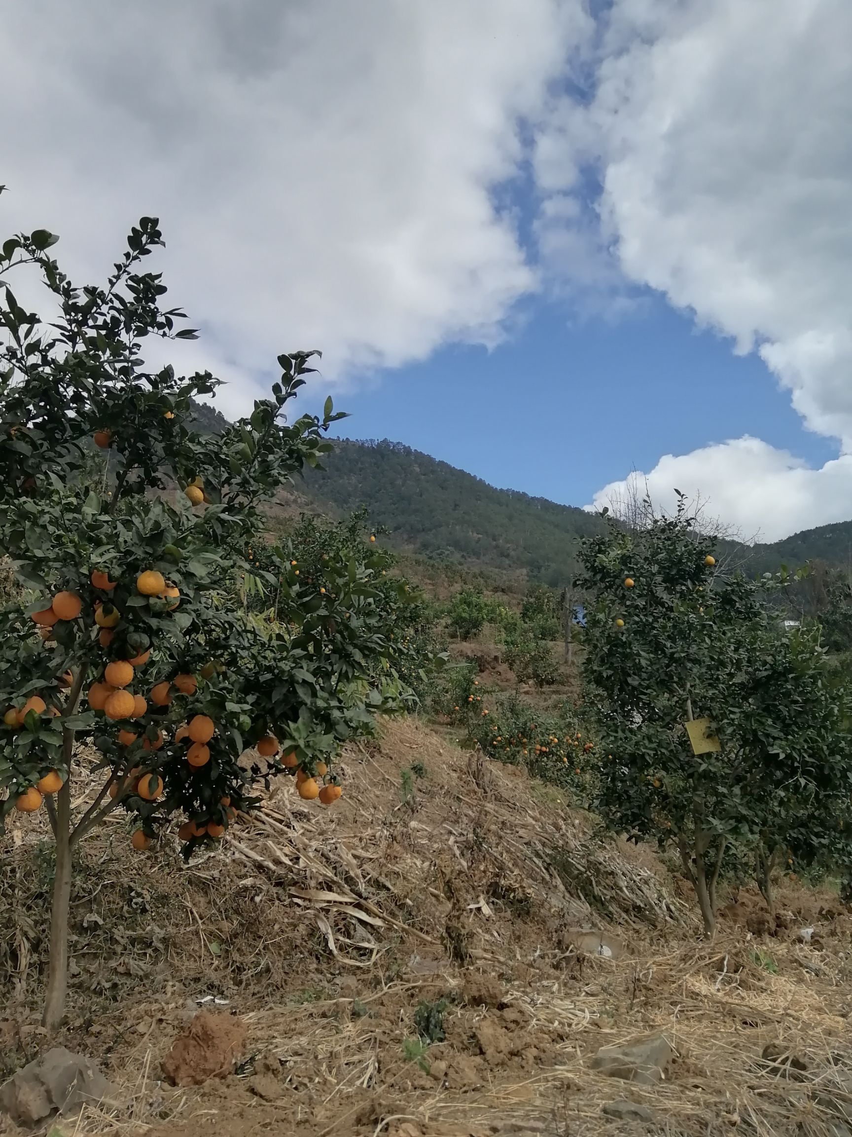 石棉县黄果柑，味道酸甜，入口化渣，价格美丽。