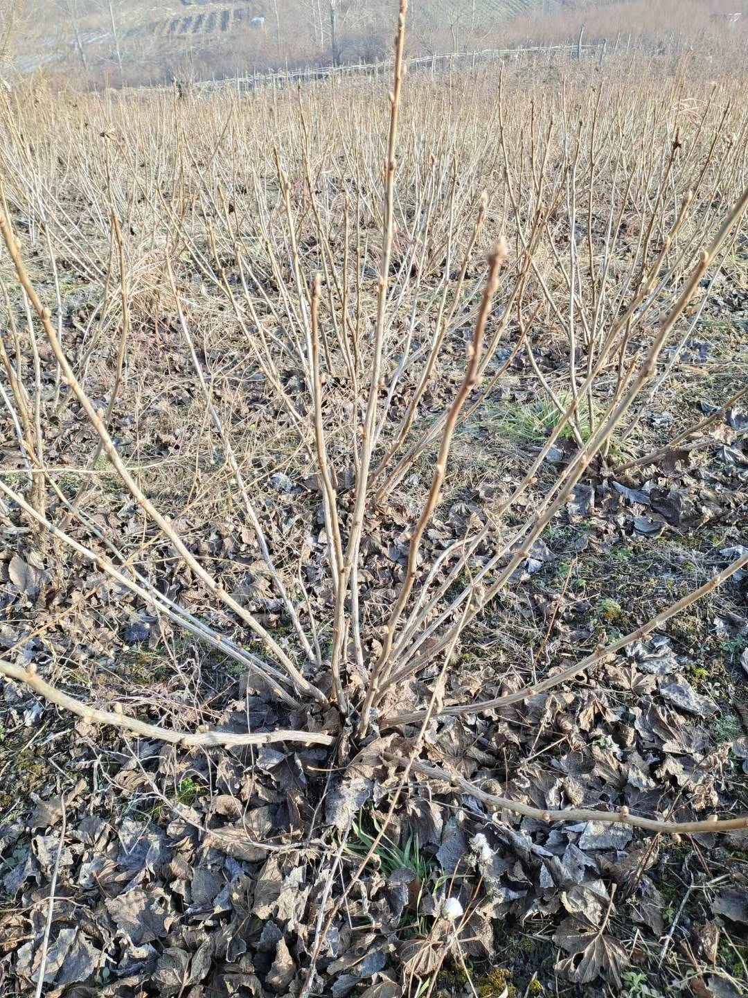 黑加仑苗  黑加仑大树