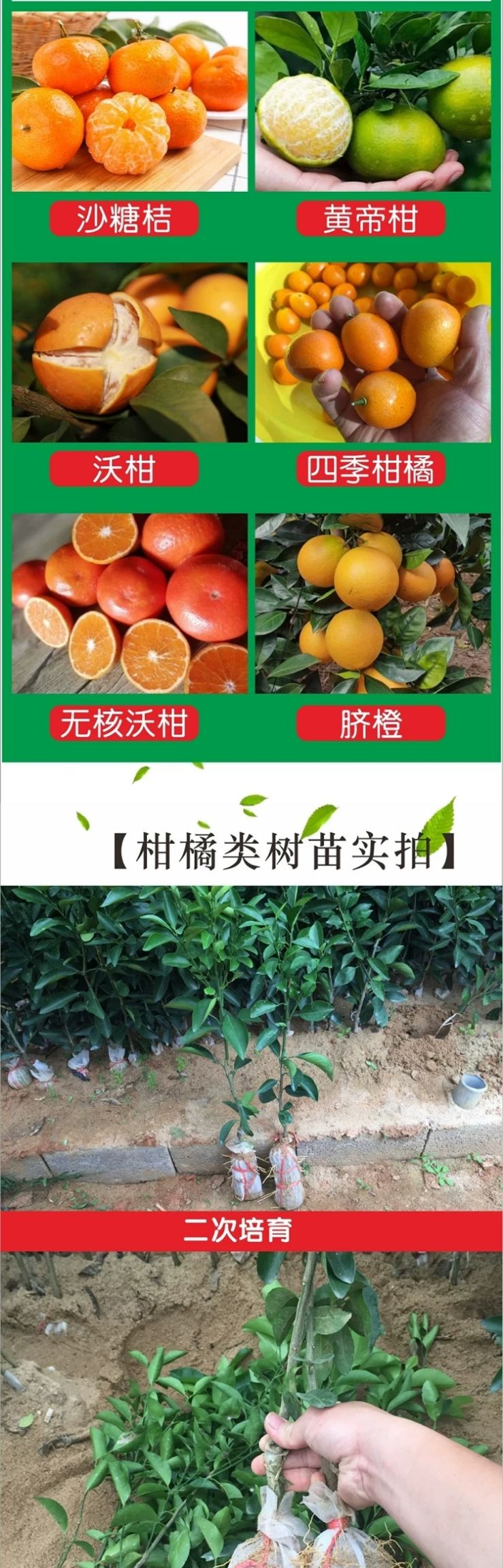  柑桔树苗 沙糖桔苗 沃柑苗 皇帝柑苗 柑橘果苗 嫁接地栽砂糖