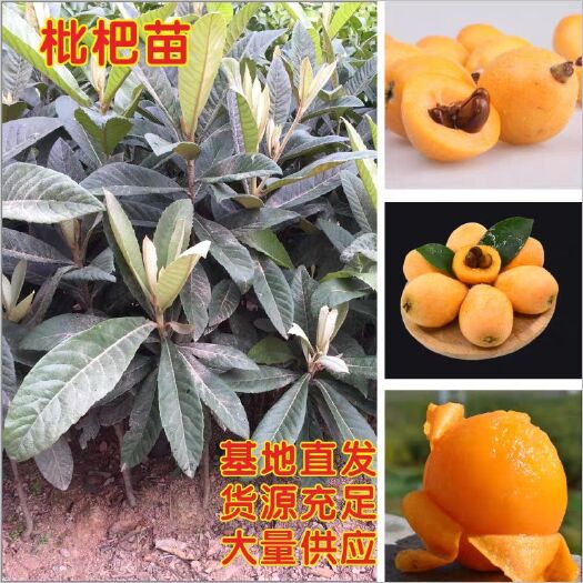 容县地栽枇杷苗早钟6枇杷树苗大五星枇杷苗 枇杷嫁接树苗南方果苗特