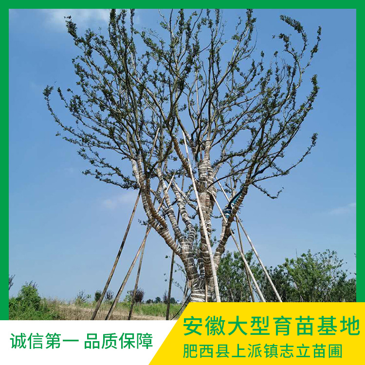  安徽30公分朴树出售