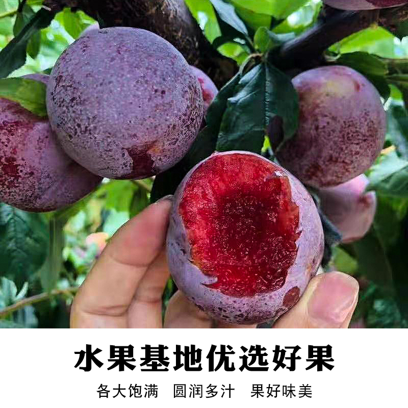 李子干 正宗农家特产芙蓉李 传统晒制 酸甜可口果干 开胃蜜饯