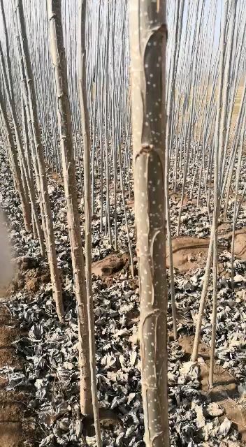  107杨树苗，鲁林9号