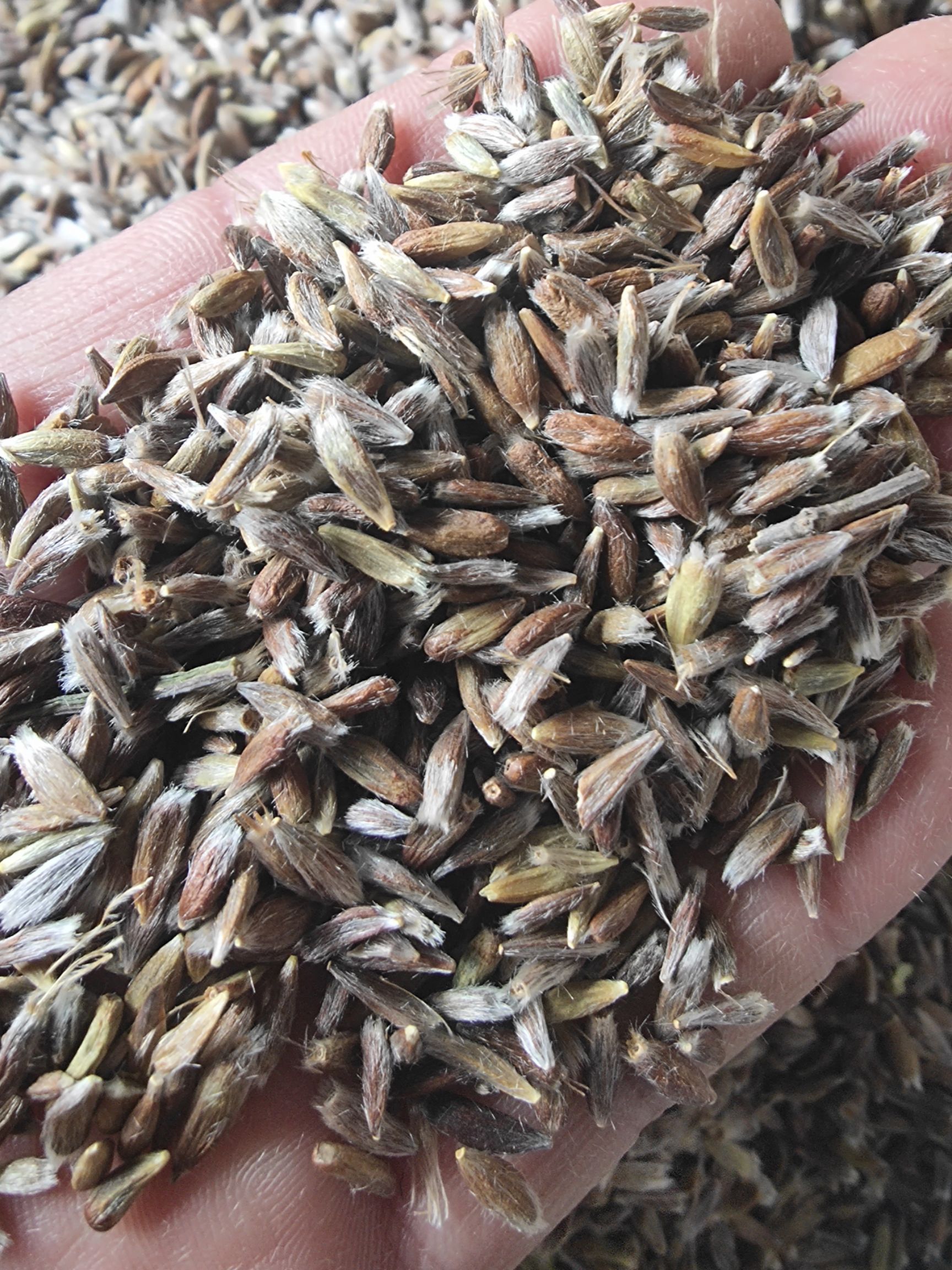 苍术种子 北苍术籽，（朱砂点苍术），品种纯正，含量高！