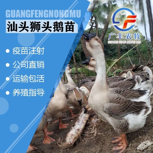 南宁汕头狮头鹅苗，疫苗已打，养殖指导