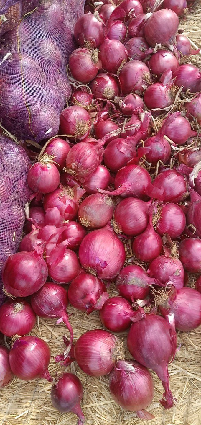 红皮洋葱 甘肃紫葱，价格便宜，质量优