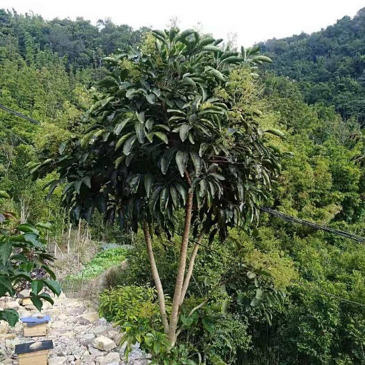 高州市鸭脚木蜜  茂名特产，深山鸭脚木冬蜜，远离城市，深山养殖
自