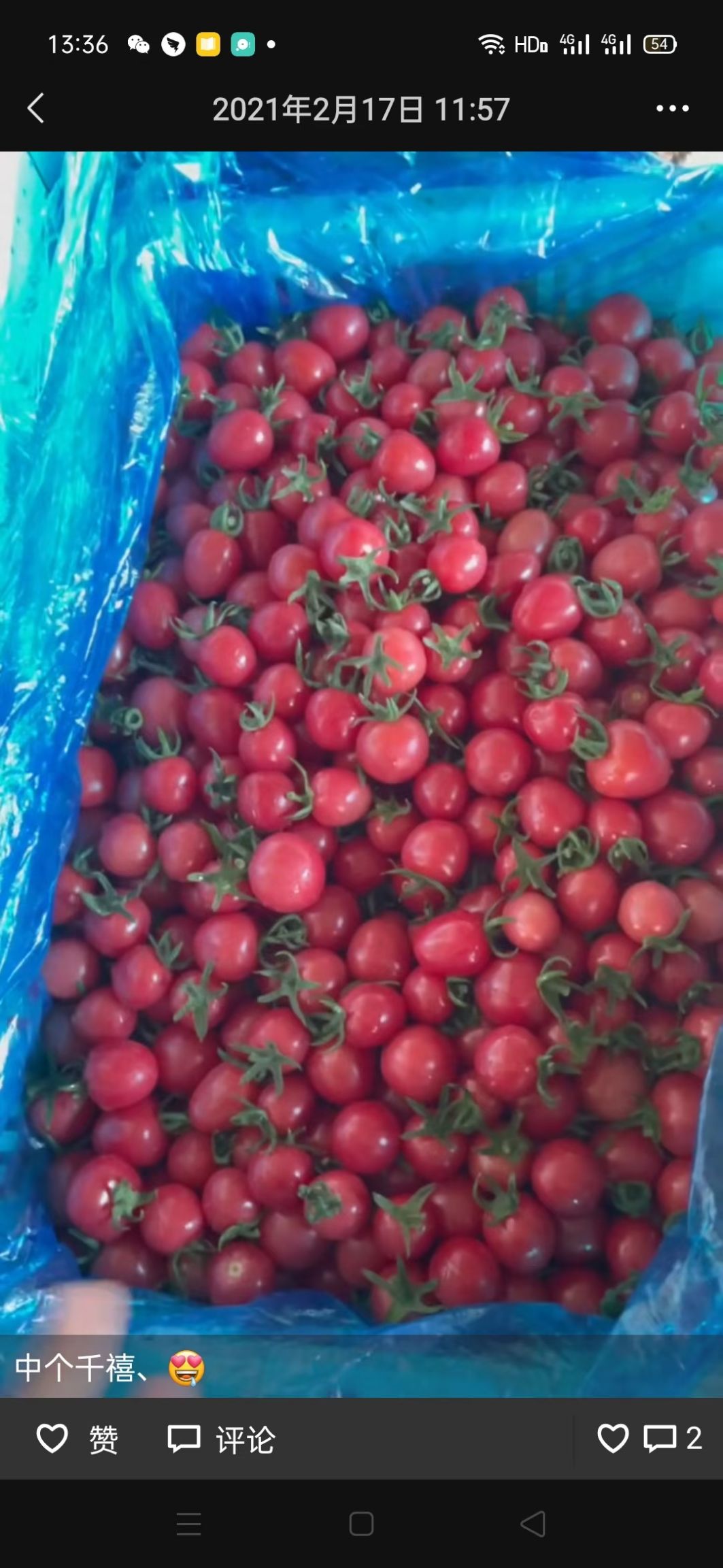 千禧圣女果 贝贝圣女果  釜山88大量上市全国接单