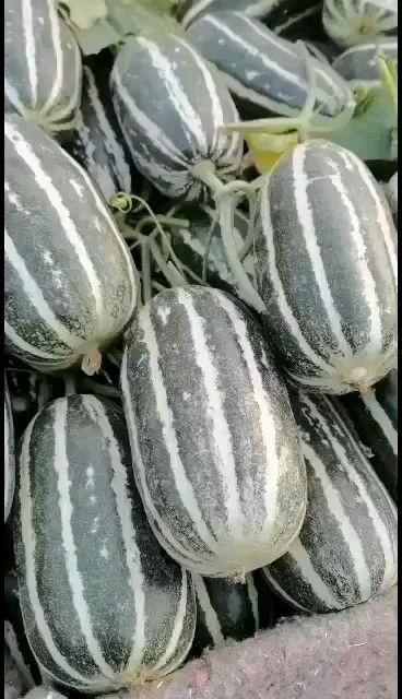 博洋甜瓜  博洋9号蜜瓜