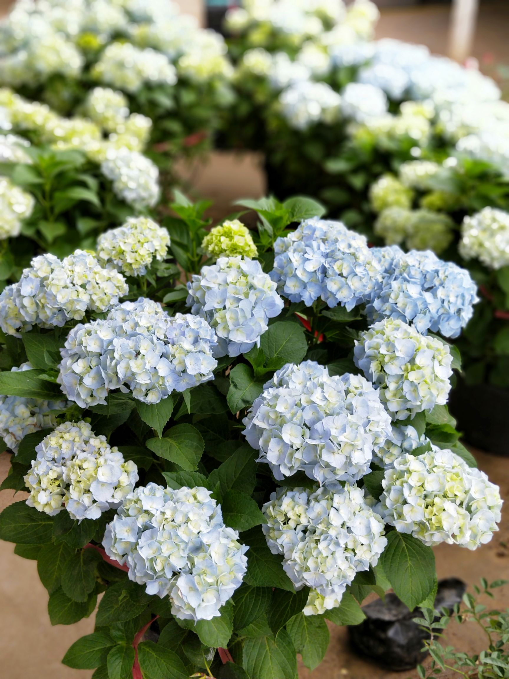  无尽夏绣球花苗盆栽地栽阳台庭院大花8到12老苗耐寒植物