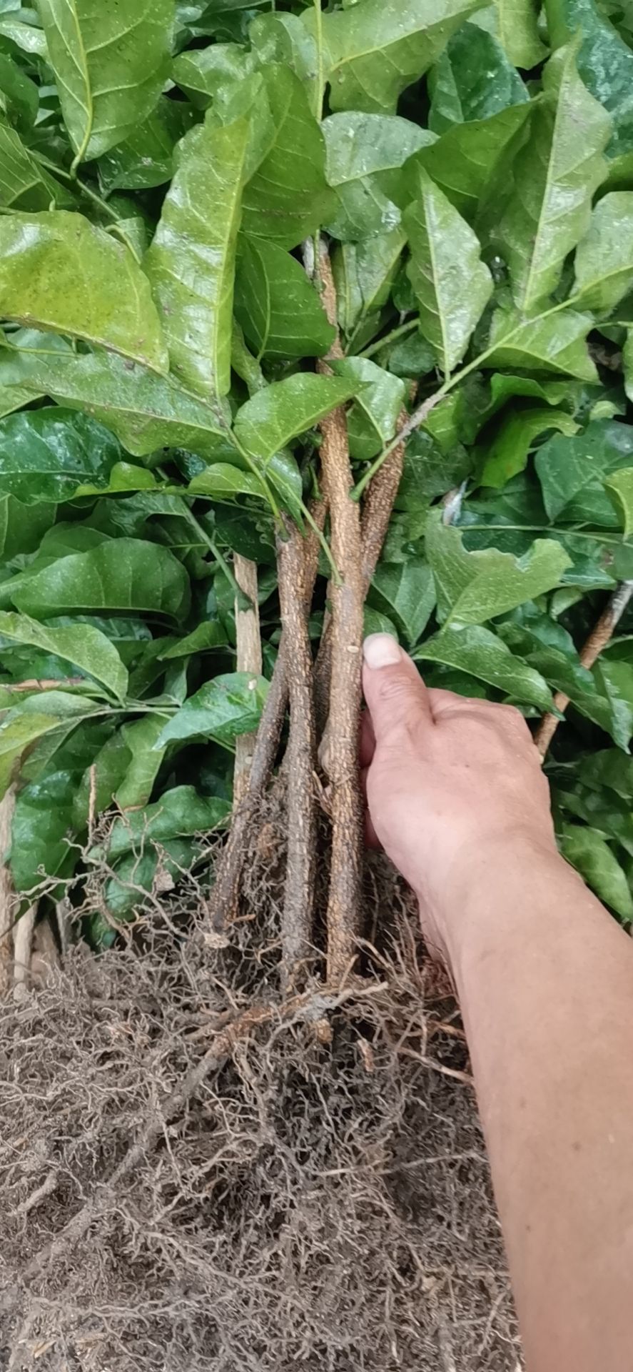 新品种黑黄皮果苗广西浦北产地优质苗，包技术一条龙到位