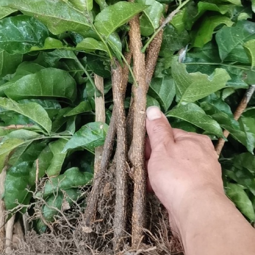 浦北县新品种黑黄皮果苗广西浦北产地优质苗，包技术一条龙到位