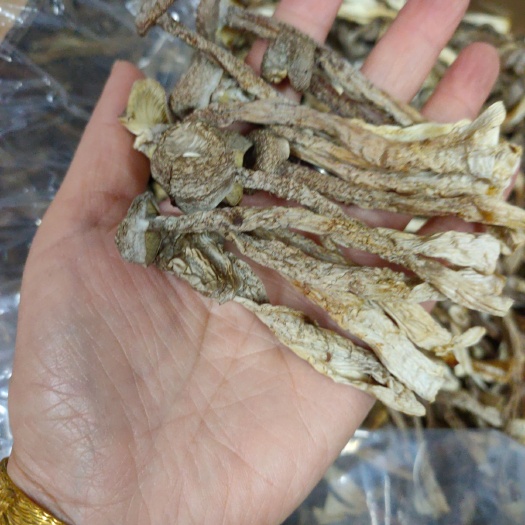 三明 鹿茸菇批发