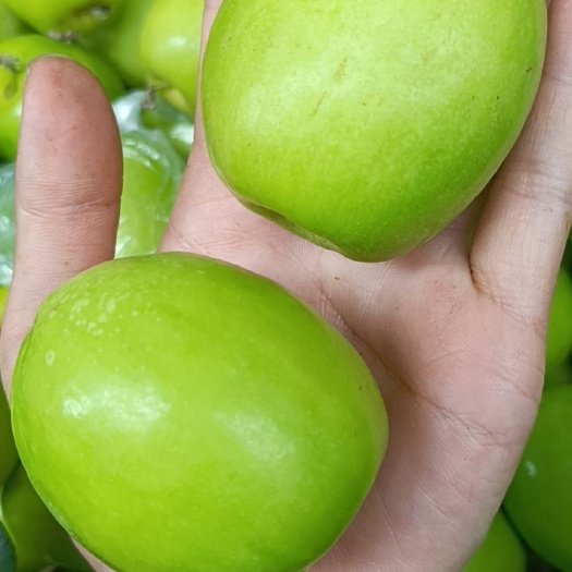 青枣  新鲜蜜丝枣，每天现摘现发，大量走货，诚信代办
