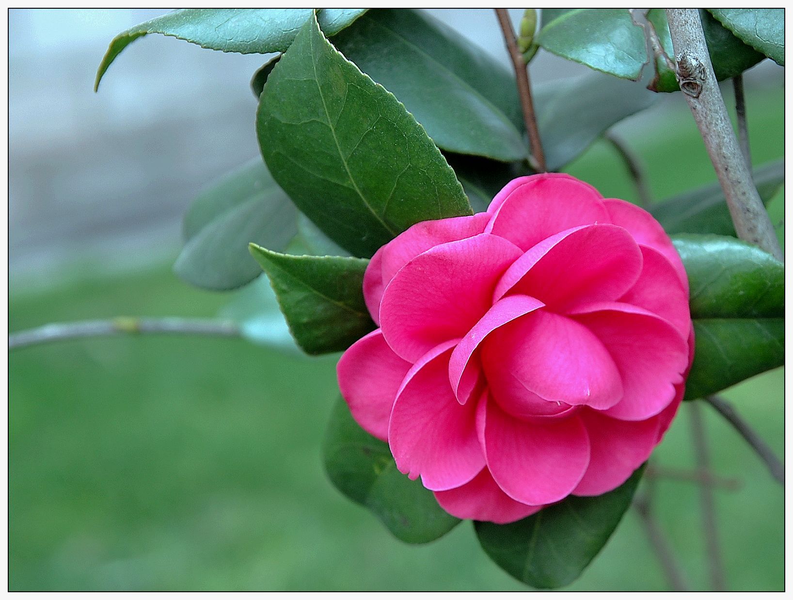 茶花苗 红山茶花又名杜鹃花