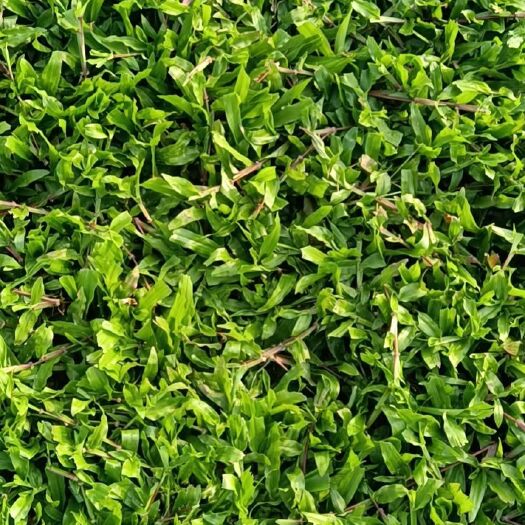 清远大叶油草 