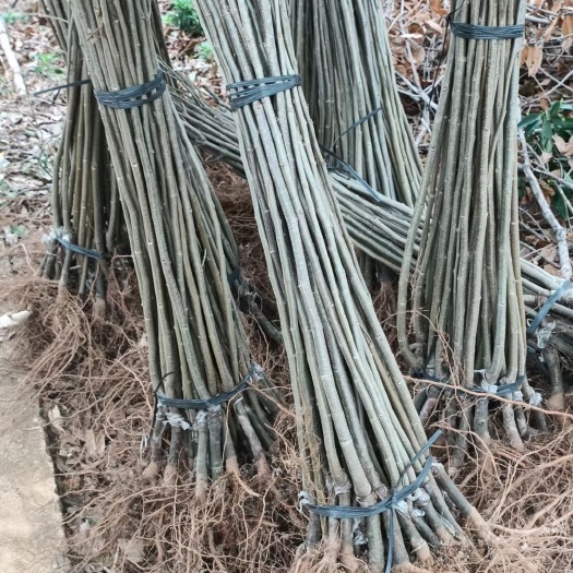 阳朔县大红袍板栗苗